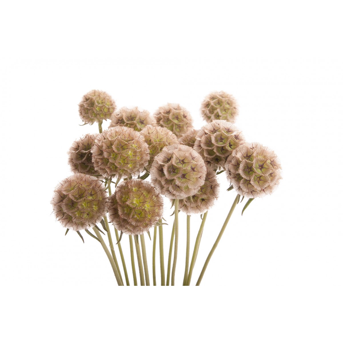 scabiosa pods brown
