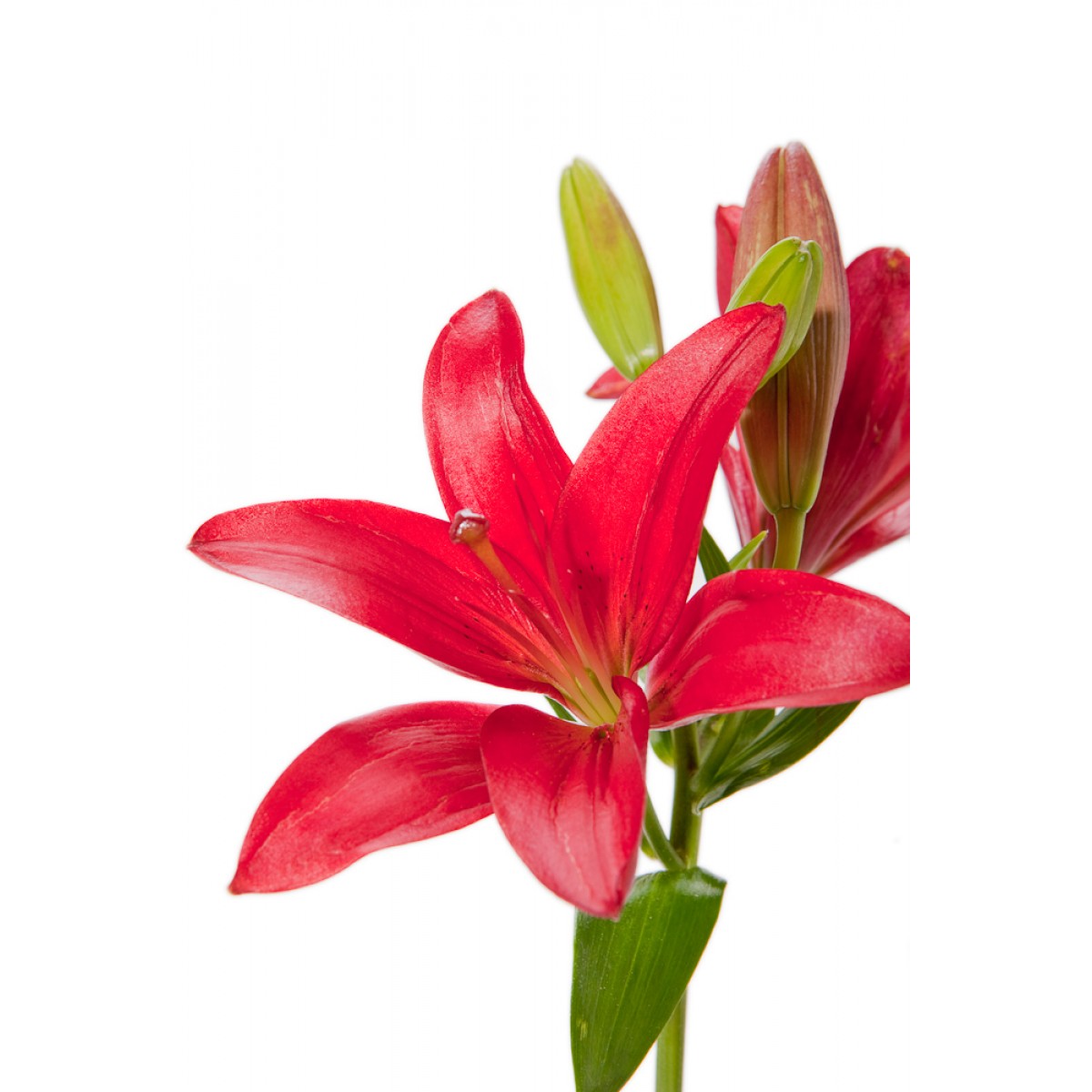 lilies asciatic