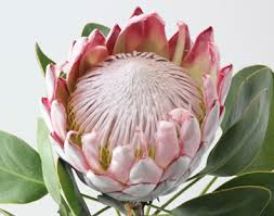 protea pink
