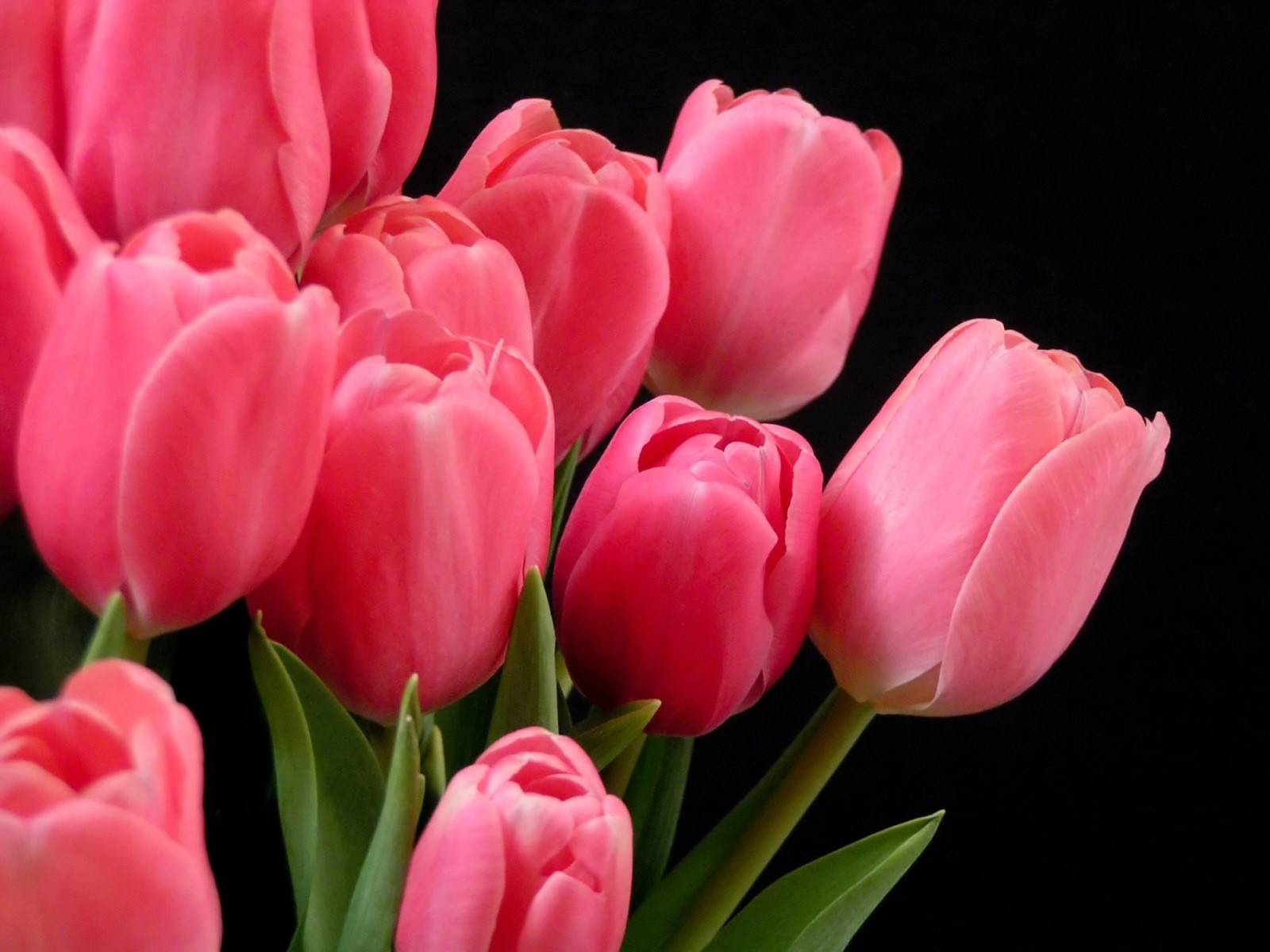 tulips pink