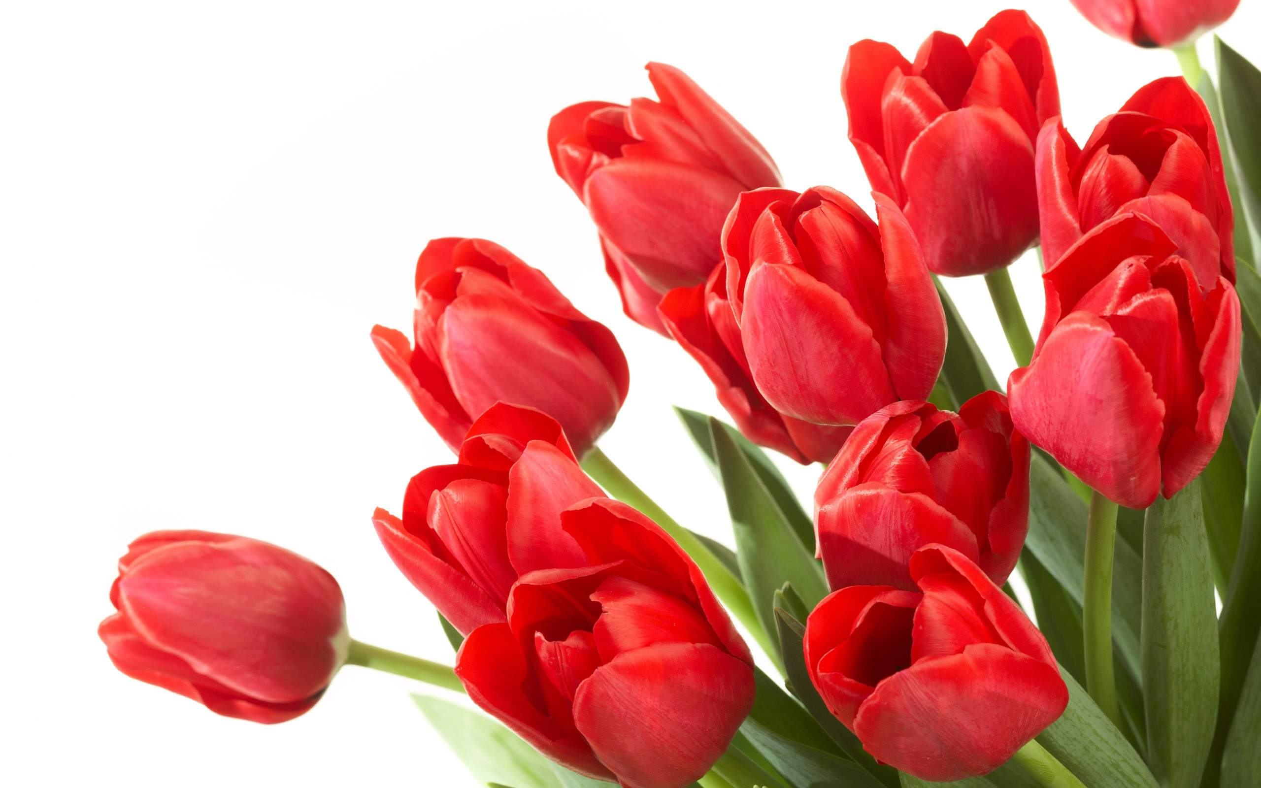 tulips red