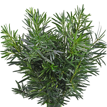 podocarpus flowers