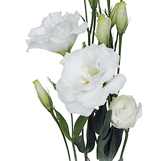 lisianthus