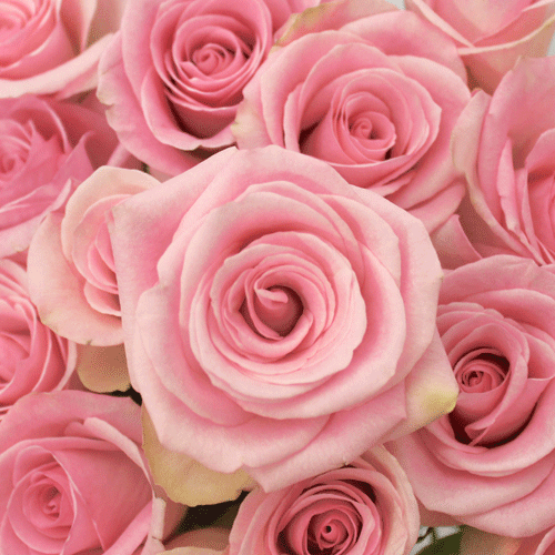 rose pink