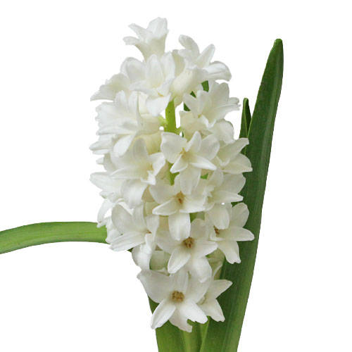 hyacinth