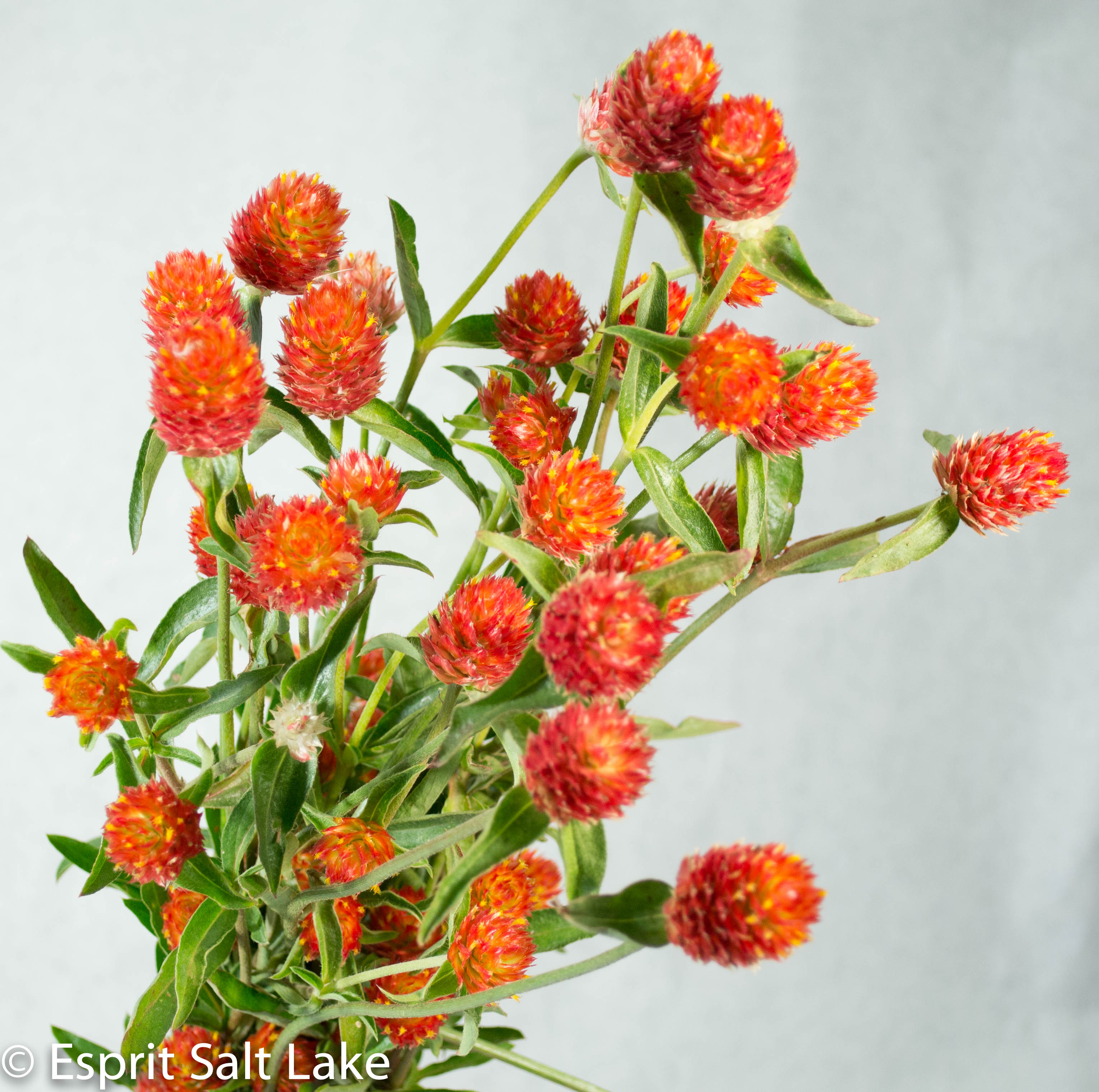 globe amaranth red