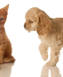 Pets_edited.jpg