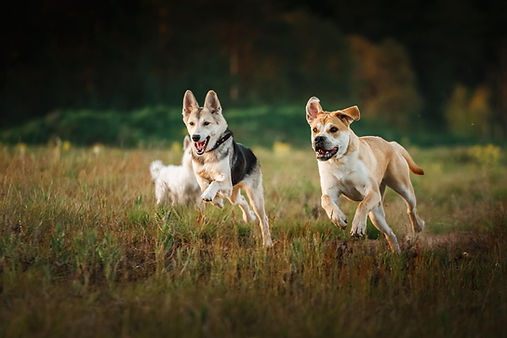 Plusieurs chiens en promenade