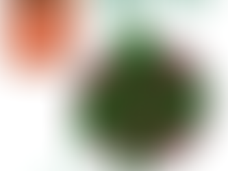 The Snail Roll Seed Starting Method: A Smarter Way to Start Seeds This Year