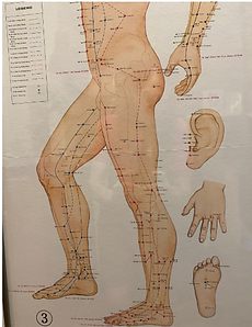 acupuncture points.png