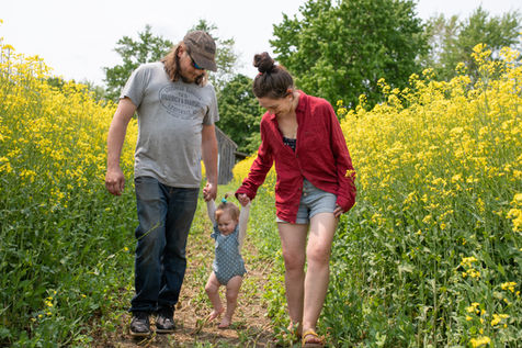 A mother, father and child are walking down a path through a field of yellow canola. 