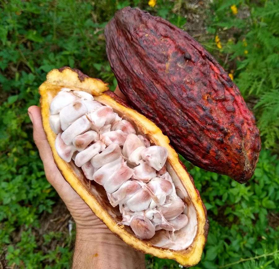 cacao husk waste
