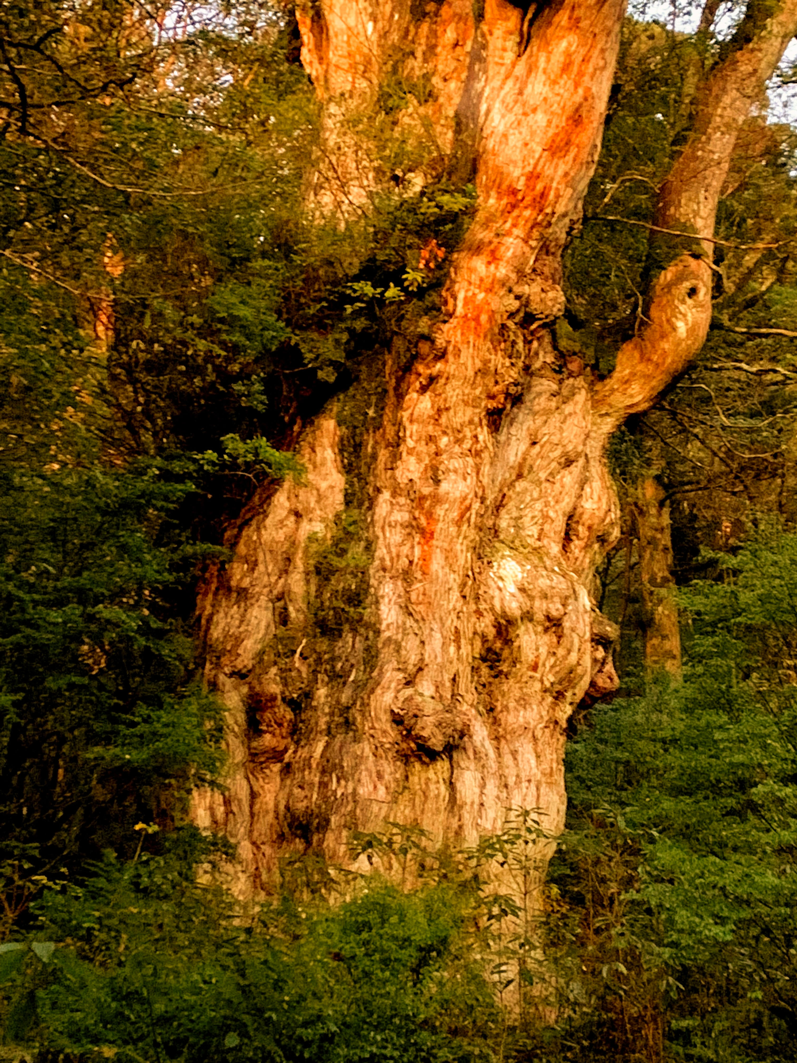 縄文杉トレッキング