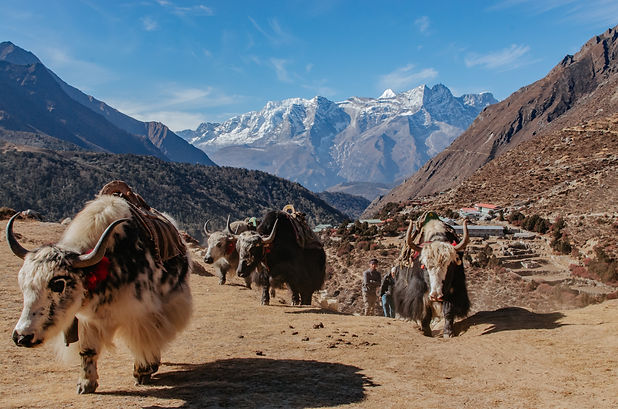 Ferg_Nepal-196.jpg