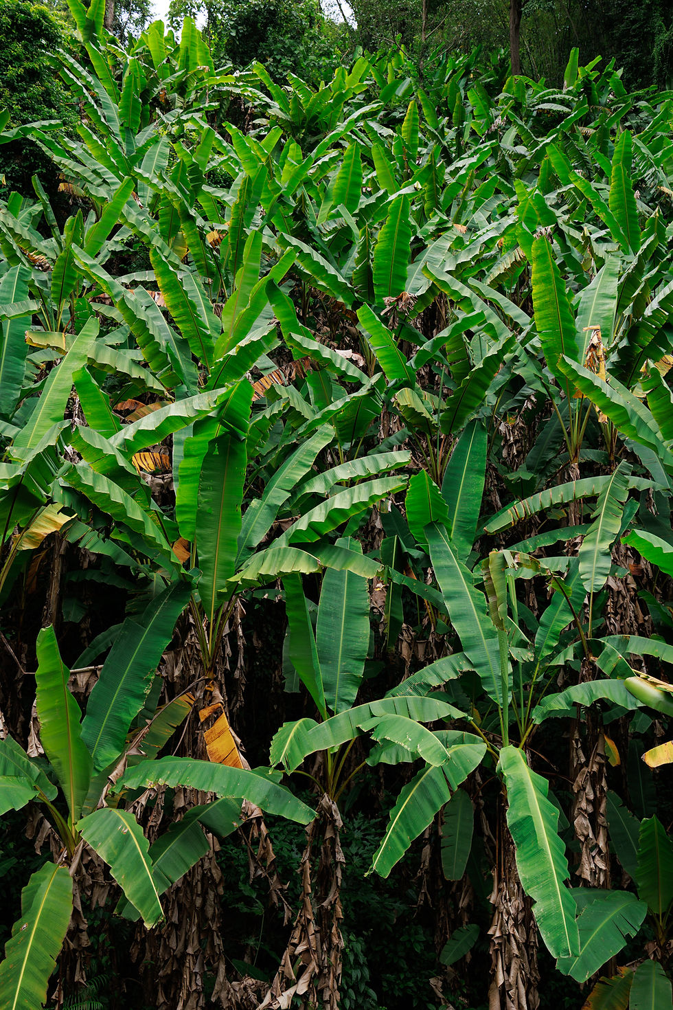 RiverRock Home Mountain View