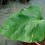 Thumbnail: Monstera Deliciosa Albo Variegated