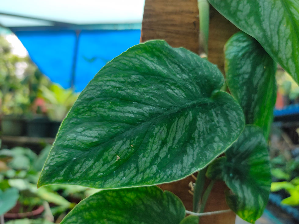 Thumbnail: Monstera Dubia