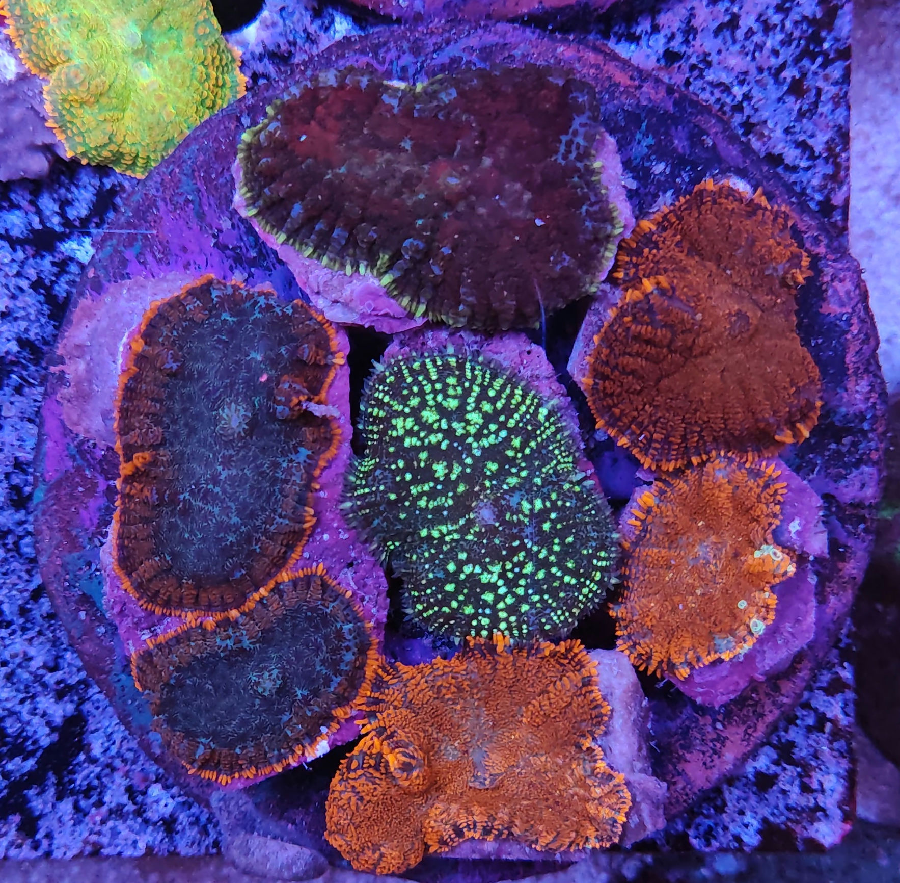 Rhodactis su roccia 10x10