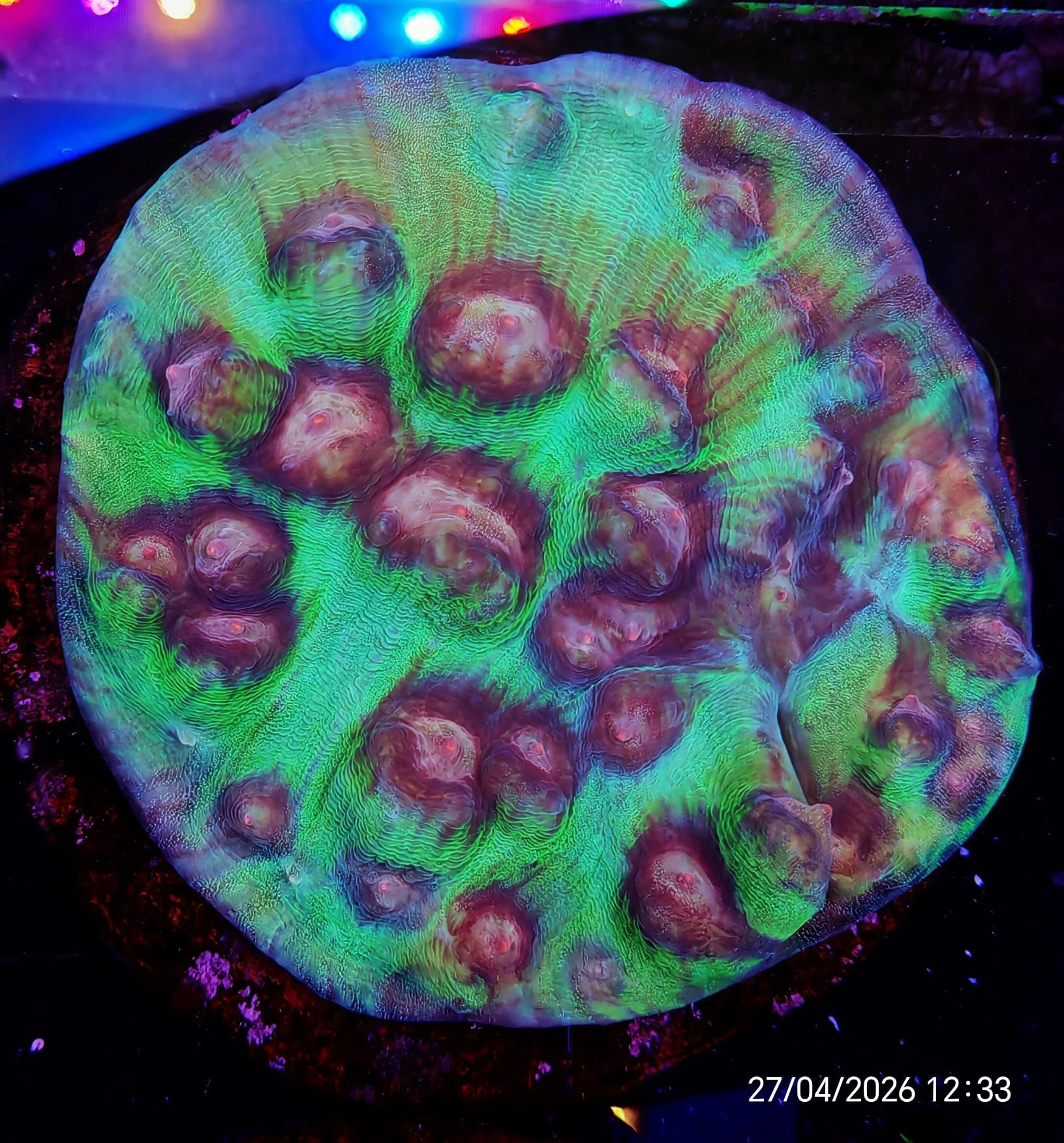 Echynophyllia 12 cm