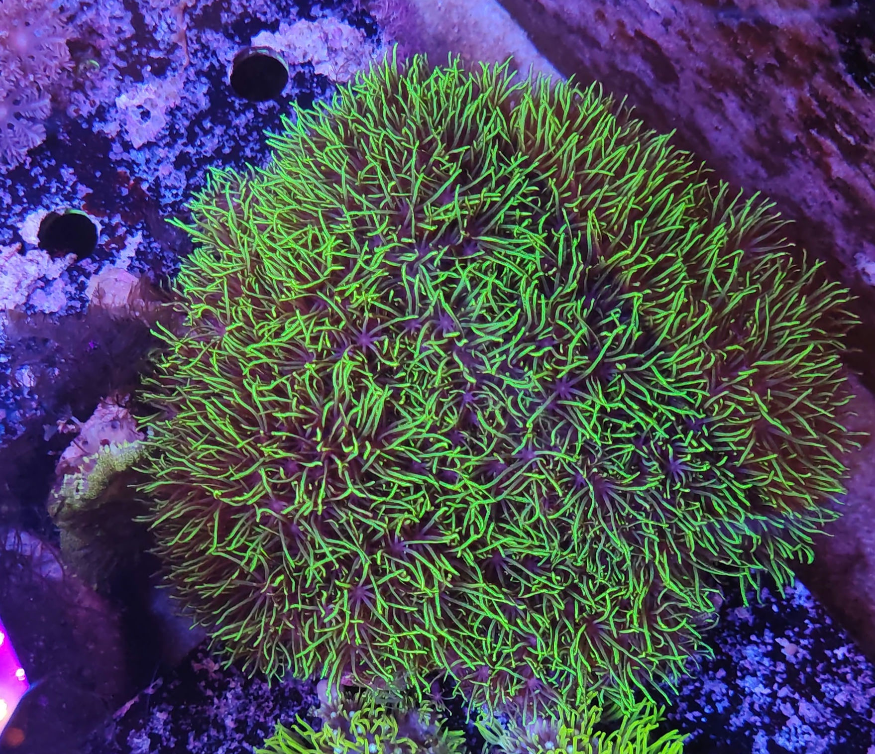 Briaerum green metallic 