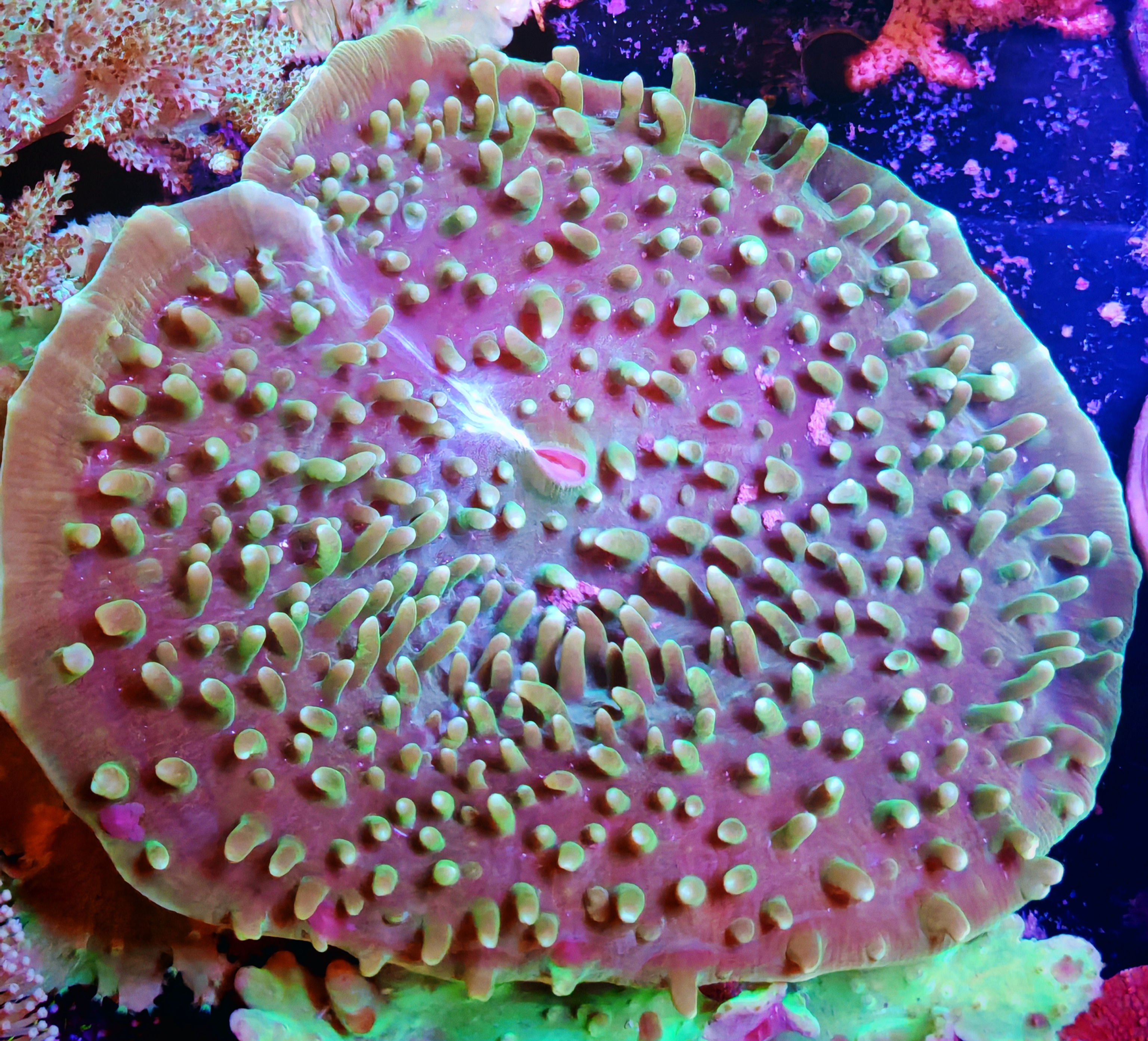 Amplexidiscus fenestrafer 14 cm