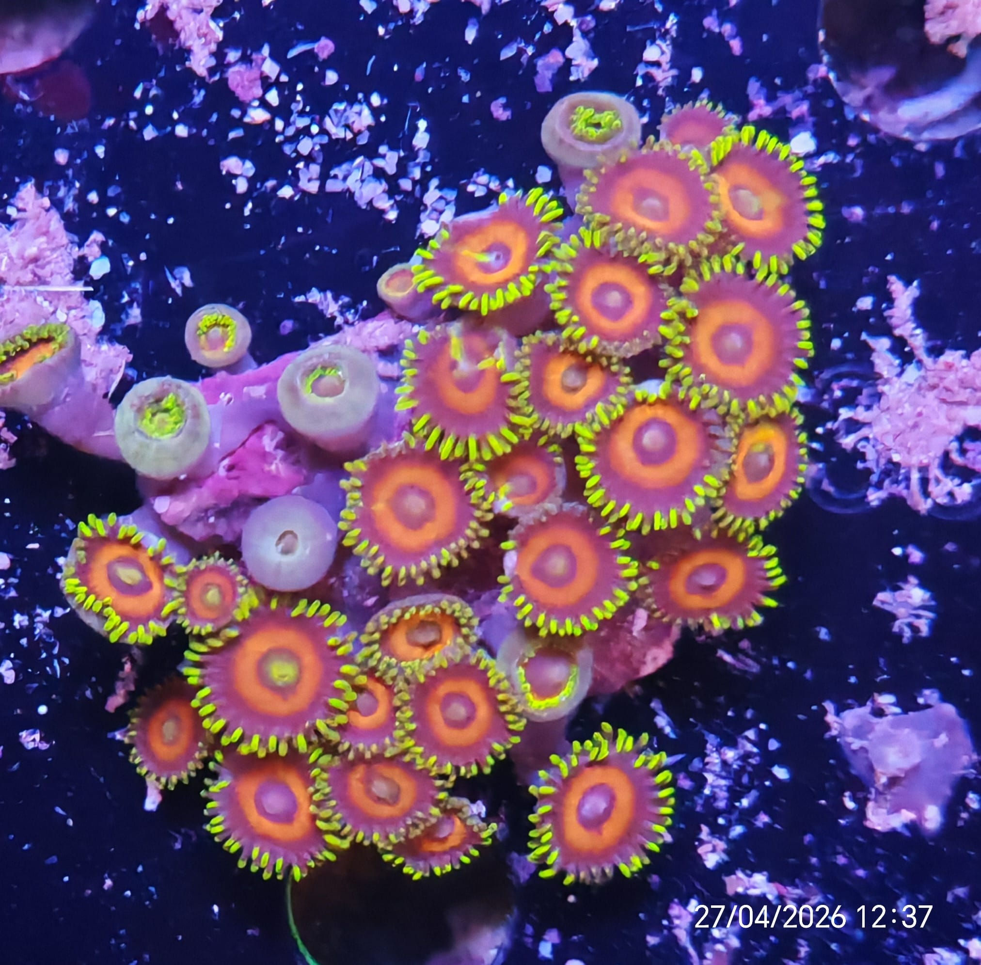 Zoanthus 3 cm su roccette
