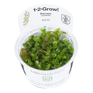Bacopa caroliniana  in cup