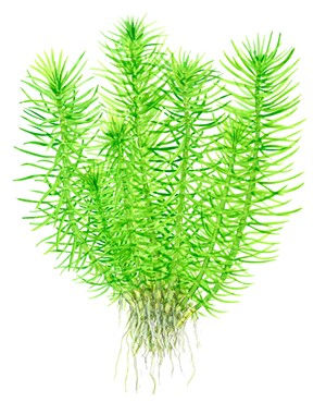 Miniatura: Pogostemon erectus in vasetto