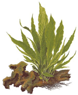 Miniatura: Microsorum pteropus su legno