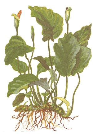 Miniatura: Anubias barteri var. barteri in vasetto
