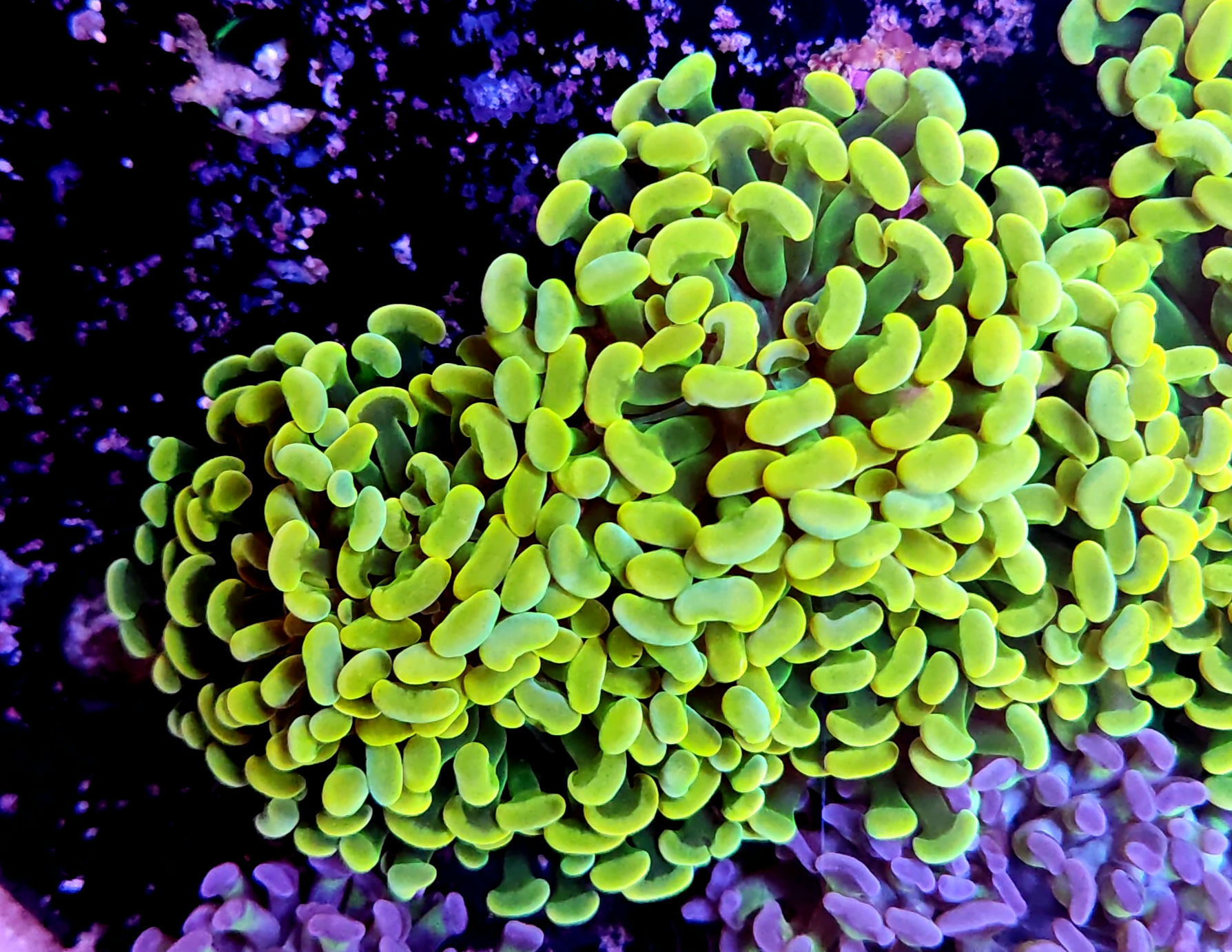 Euphyllia Parancora gold 4 calici