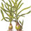 Miniatura: Crinum thaianum