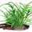 Miniatura: Microsorum pteropus 'Trident' in vasetto