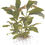 Miniatura: Hygrophila corymbosa 'Siamensis'