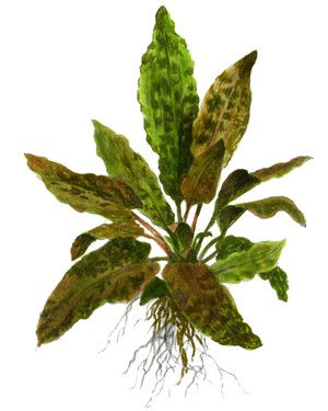 Miniatura: Cryptocoryne wendtii 'Tropica'