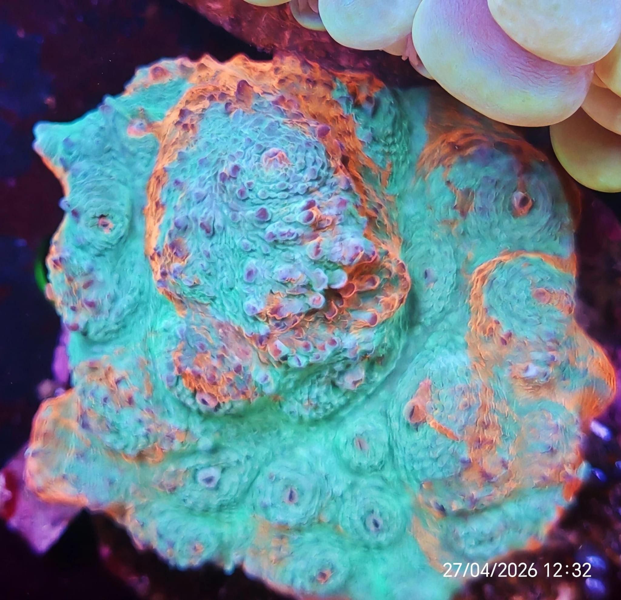 Echynophyllia 8 cm