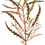 Miniatura: Hygrophila pinnatifida