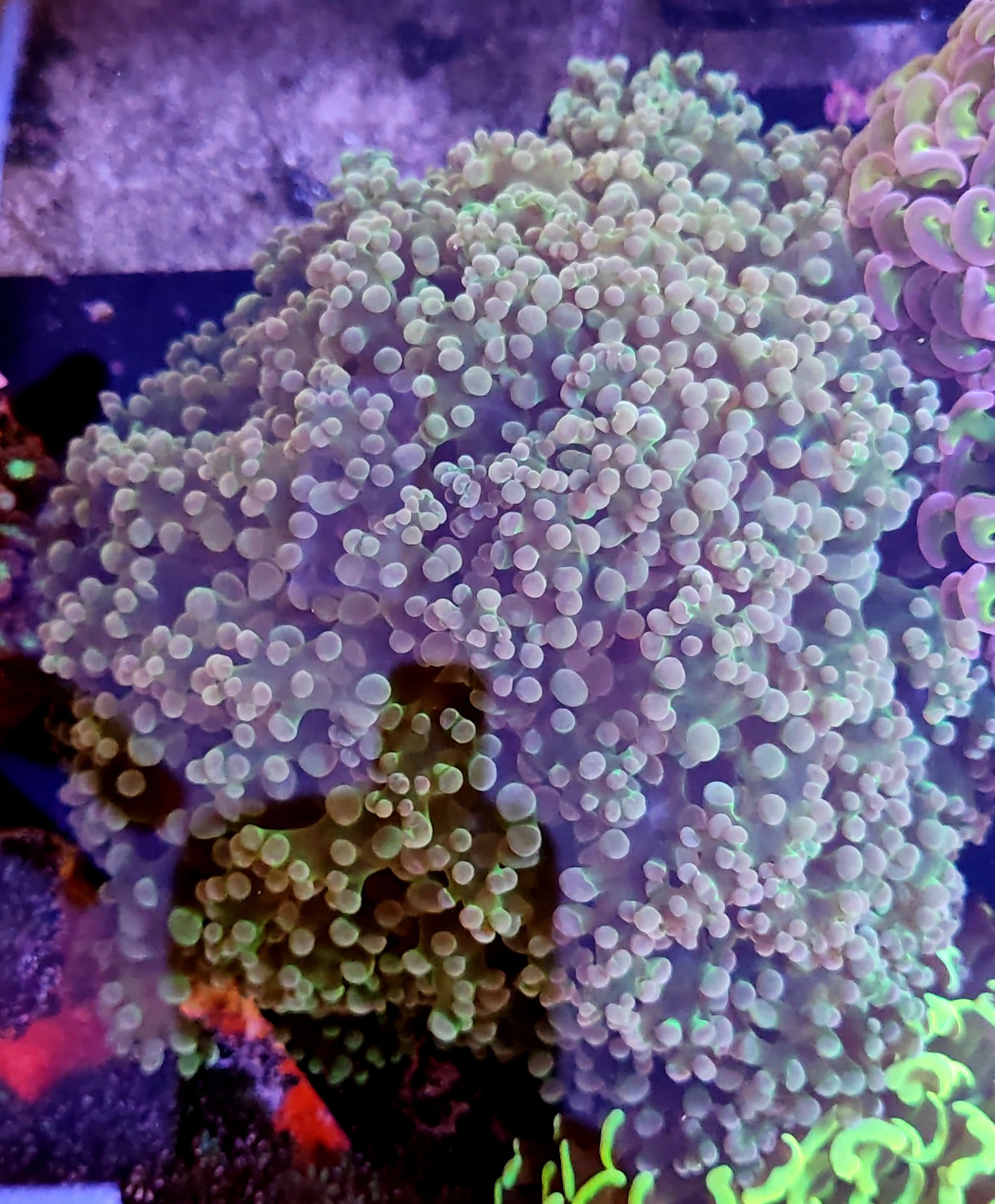 Euphyllia cristata 17 cm