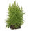 Miniatura: Taxiphyllum alternans 'Taiwan'  in cup