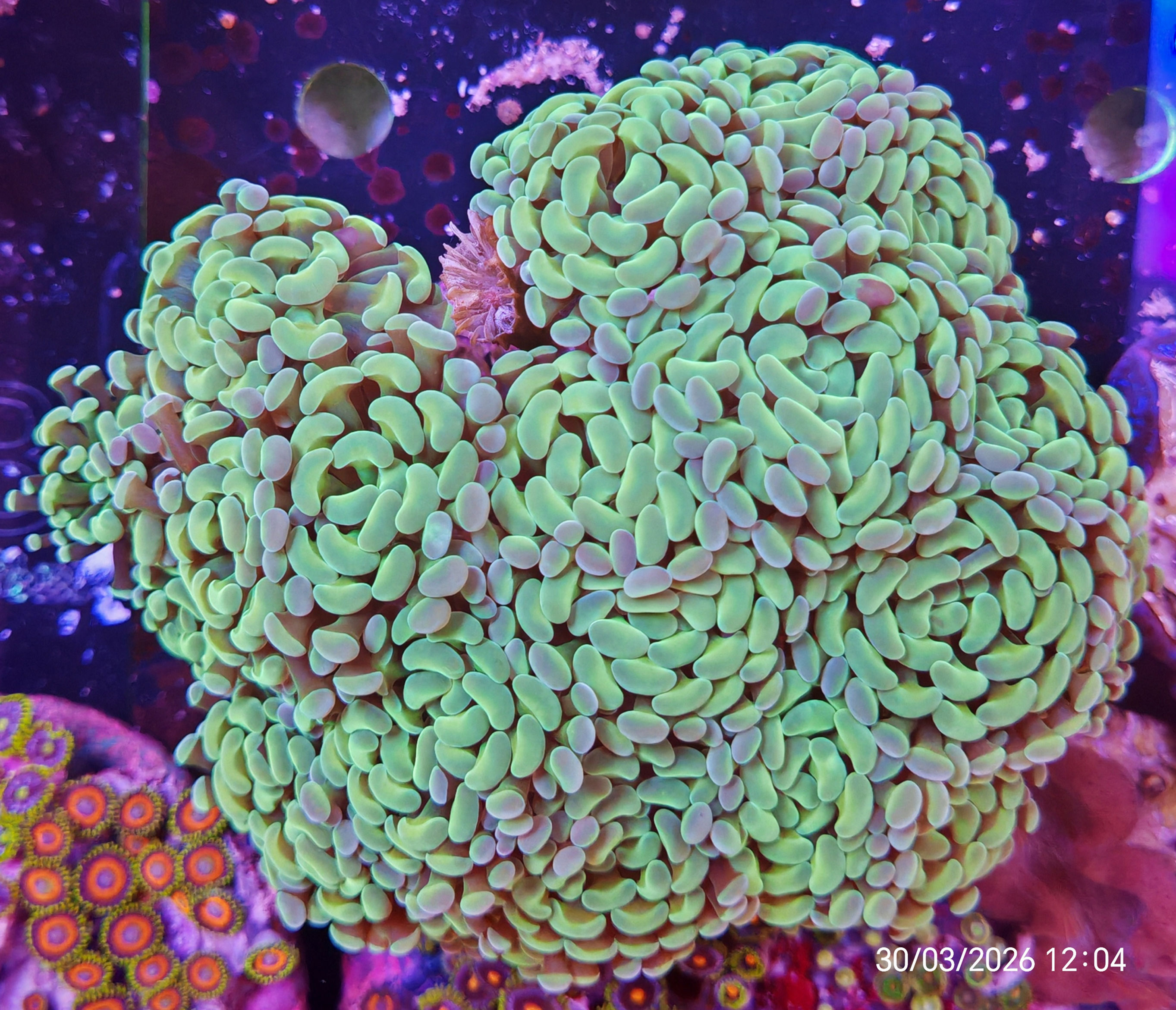 Euphyllie Parancora 10 calici >