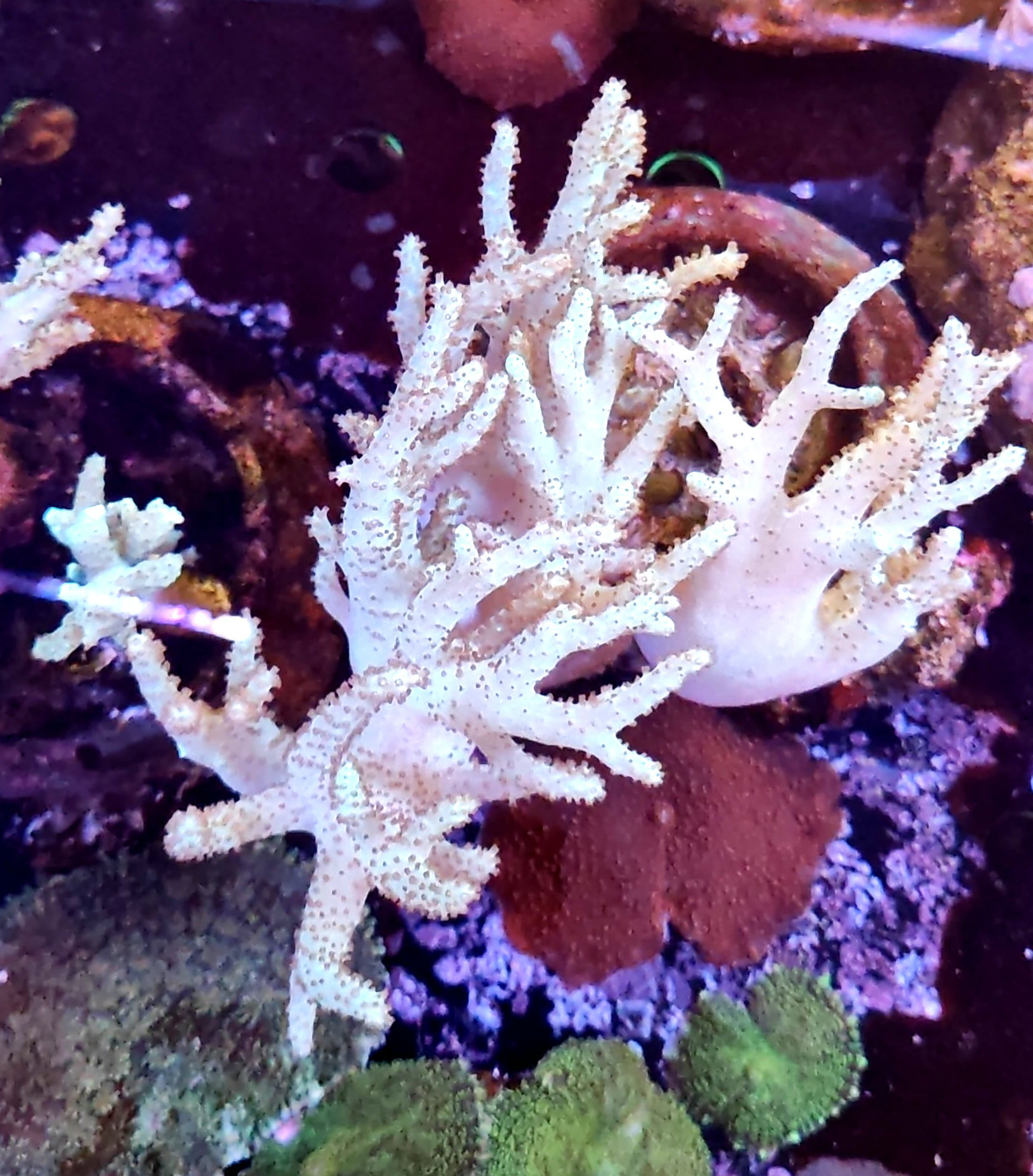 Talea Sinularia green 10 cm