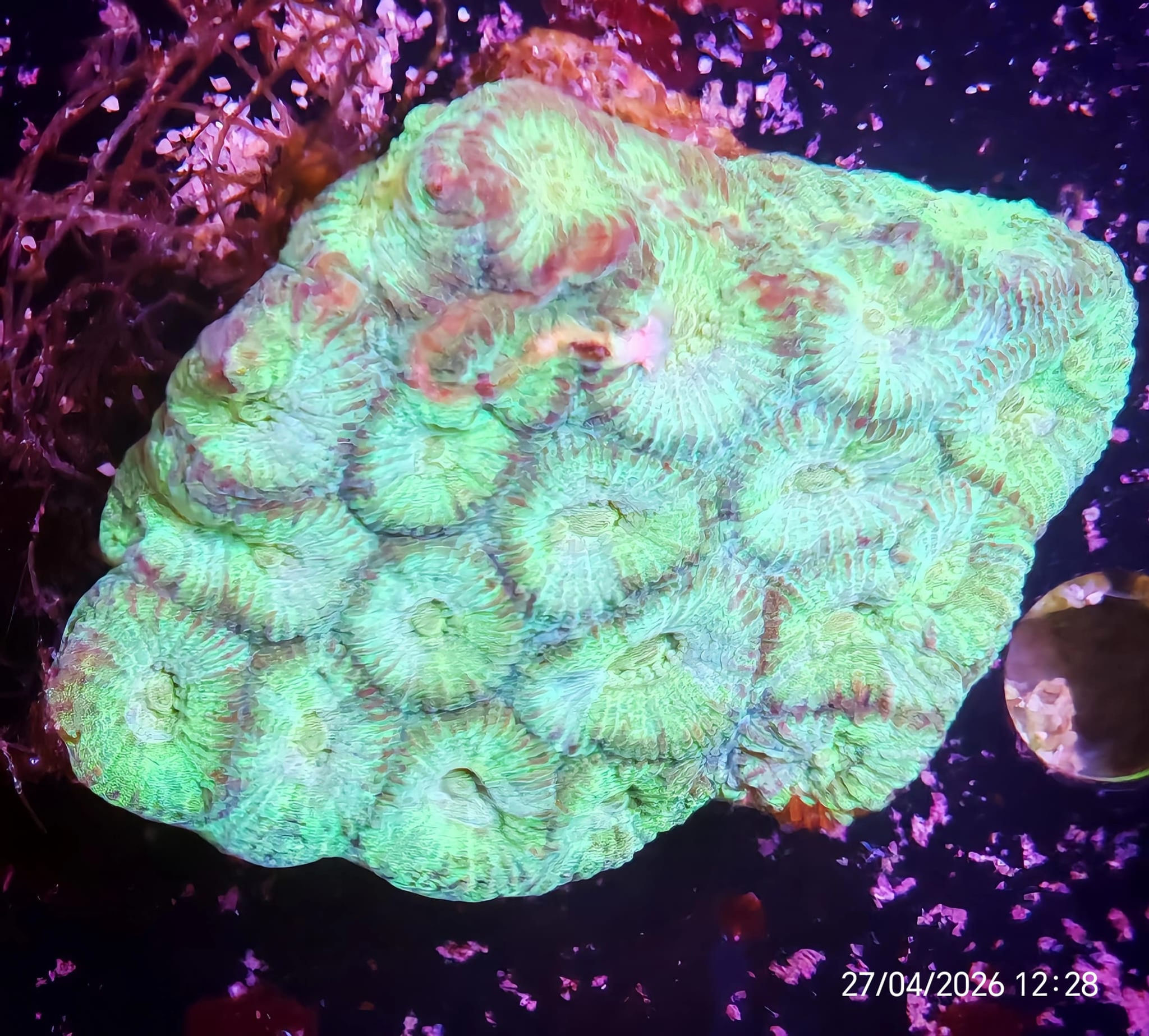 Favia 4 cm