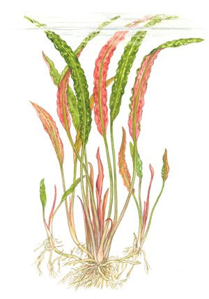 Miniatura: Cryptocoryne usteriana