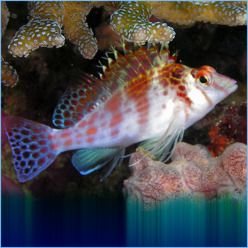 Cirrhitichthys falco