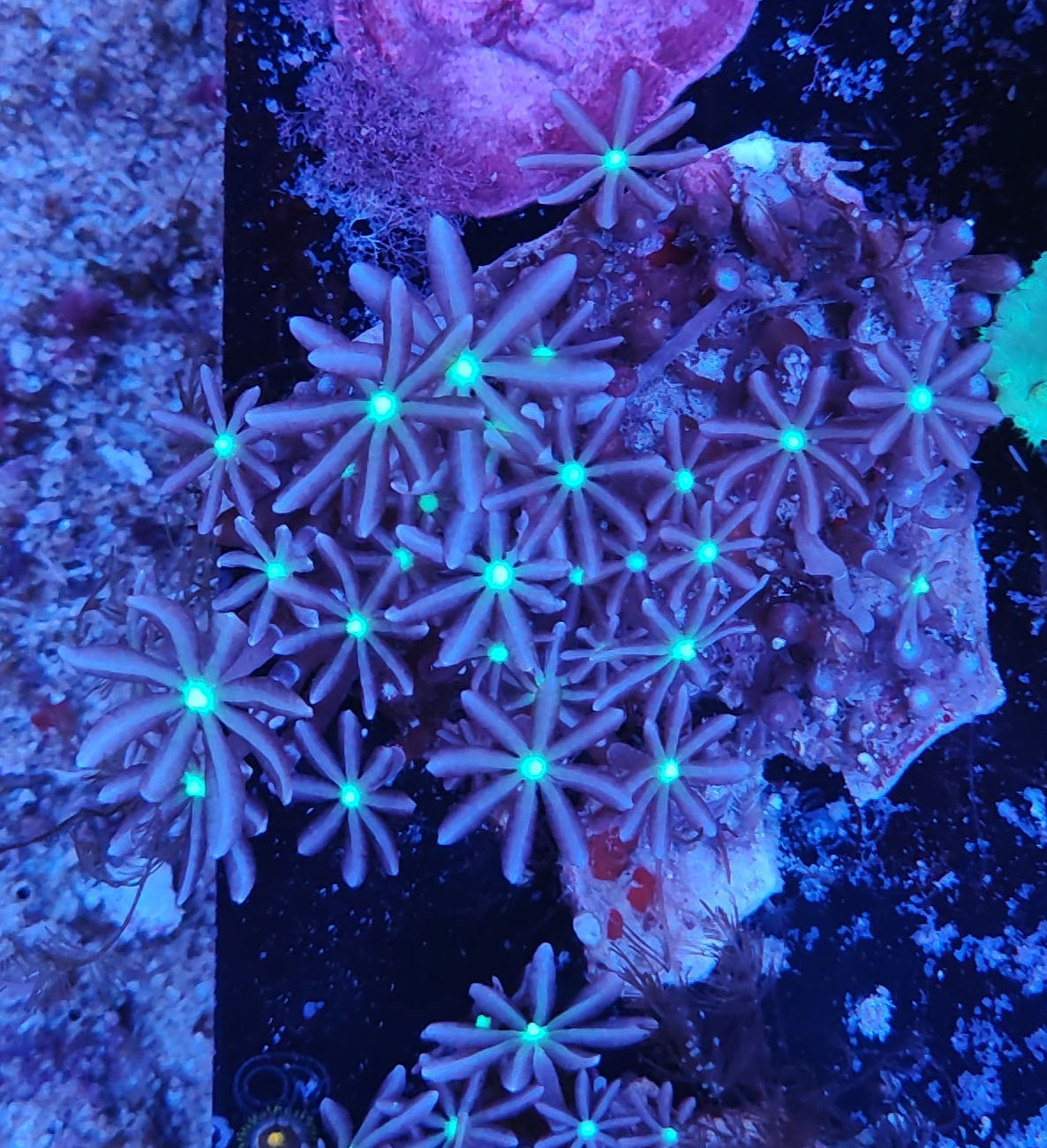 Knopia octocontacanalis 