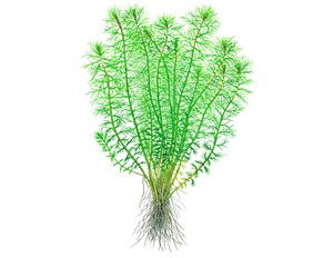 Miniatura: Myriophyllum 'Guyana'  in cup