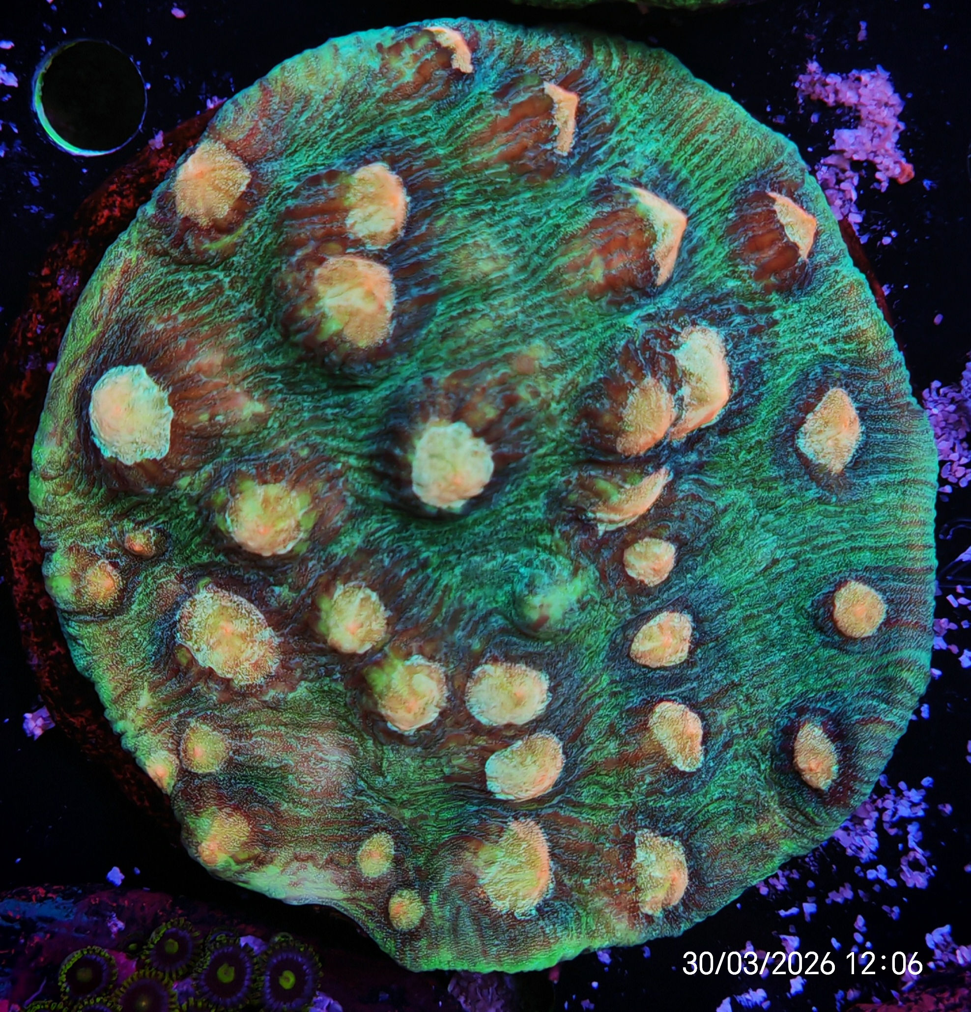 Echinophyllia 12 cm
