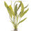 Miniatura: Aponogeton crispus