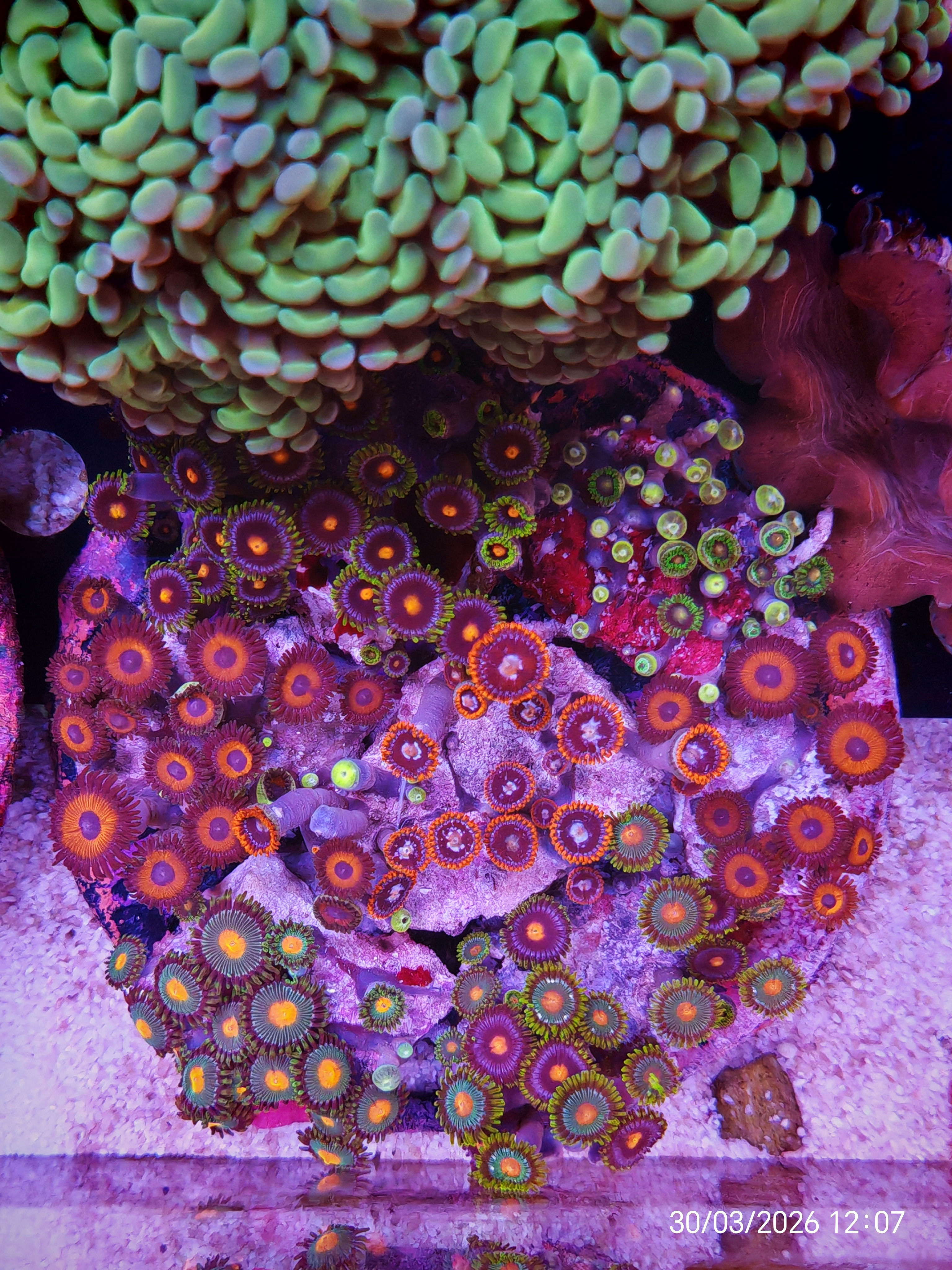 Zoanthus multicolor 10 cm