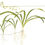 Miniatura: Sagittaria subulata in vasetto